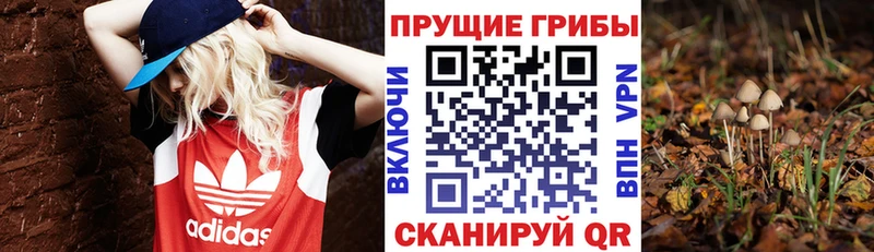 закладка  Киренск  Галлюциногенные грибы прущие грибы 